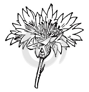 Capitulum, Cornflower, Compound, flower, anatomy vintage illustration photo