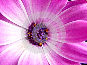 The capitulum of a purple Cape Marguerite Daisy flower