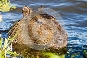 Capivara