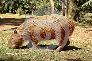 Capivara eating grass. Big rat mammal feeding of grass. Huge capybara free on a park.