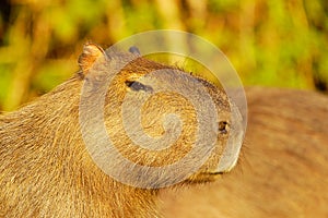 Capivara (Hydrochaeris hydrochaeris)