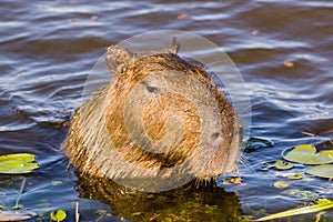 Capivara in Ibera, Argentina