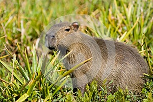 Capivara in Ibera, Argentina