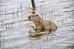 Capivara in water, Pantanal (Brazil)