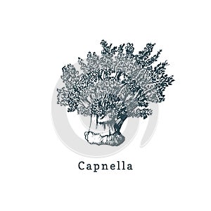 Capnella soft coral vector illustration.Drawing of sea polyp on white background. photo