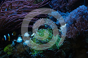 Capnella sp, torch coral and pulsing xenia, fluorescent polyp frag, Clark\'s anemonefish in bubble tip anemone, live rock eco photo