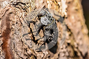 Capnodis tenebrionis in natural habitat in Montenegro, Balkans