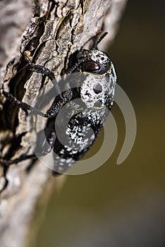 Capnodis tenebrionis in natural habitat in Montenegro, Balkans