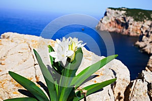 Capo Caccia photo