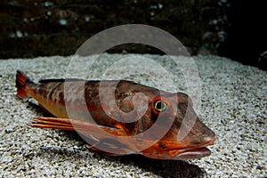 The capon or capon, Chelidonichthys lucerna on the seabed photo