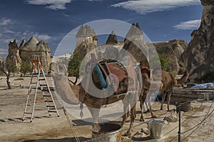 Cappadocia, camel, turkey, landscape, nature, travel