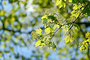 Cappadocian maple, Acer cappadocicum with inflorescence and young leaves in a park in springtime