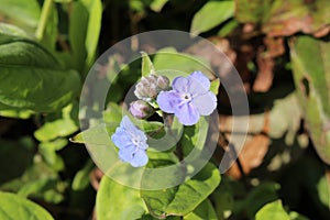 `Cappadocian Navelwort` flower - Omphalodes Cappadocica