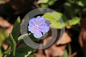 `Cappadocian Navelwort` flower - Omphalodes Cappadocica