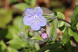 `Cappadocian Navelwort` flower - Omphalodes Cappadocica