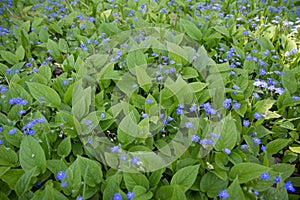 The  Cappadocian navelwort Omphalodes cappadocica