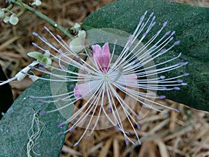 The Capparaceae or Capparidaceae, commonly known as the caper family, are a family of plants in the order Brassicales. As currentl photo