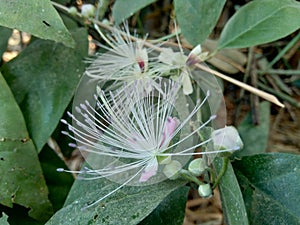 The Capparaceae or Capparidaceae, commonly known as the caper family, are a family of plants in the order Brassicales. As currentl photo
