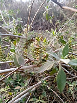 capparaceae family plants