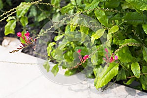 The Capparaceae flower