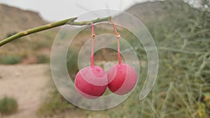 Capparis dedidua karira fruit photo