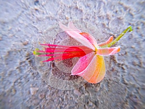 Capparis flowers on the ground