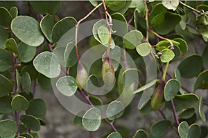 Capparis spinosa branches with fruit photo