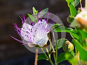 Capparis spinosa: bud and bloomed photo