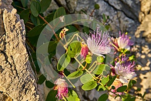 Capparis Spinosa, Caper bush, Flinders rose photo