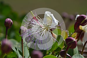 Capparis spinosa, caper bush flinders rose flower and purple buds