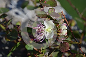 Capparis spinosa, caper bush flinders rose pinkish-white buds and flowers