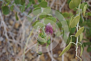 Capparis spinosa, syn. the caper bush, Flinders rose, is a perennial plant that bears rounded, fleshy leaves. Egypt