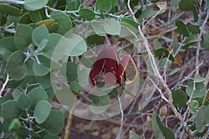 Capparis spinosa, syn. the caper bush, Flinders rose, is a perennial plant that bears rounded, fleshy leaves. Egypt