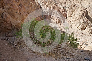 Capparis spinosa, syn. the caper bush, Flinders rose, is a perennial plant. Malakot Mountain oasis, Wadi Gnai, Dahab