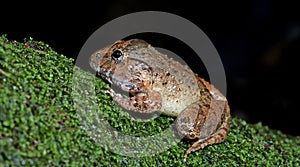 Capped Frog Limnonectes gyldenstolpel, Beautiful Frog, Frog on the rocks