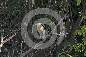 Capped Heron in the Amazon Rain Forest