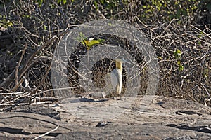 Capped Heron on an Amazon Rainforest River Bank