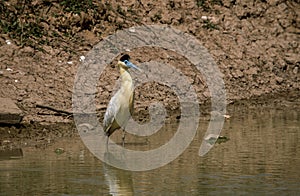 Capped Heron, Kapreiger, Pilherodius pileatus