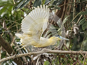 Capped Heron Taking Off In Flight