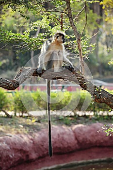 Capped Langur monkey with long tail