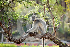 Capped Langur monkey in tree