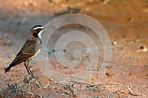 Capped Wheatear