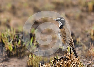 Capped wheatear