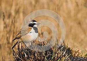 Capped wheatear