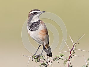 Capped Wheatear