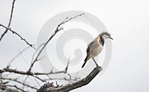 A Capped Wheatear on branch