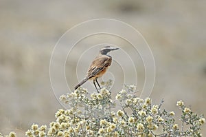 Capped wheatear, dry background