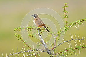 Capped Wheatear, green surroundings, thorny branch