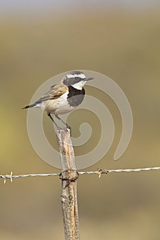 Capped Wheatear