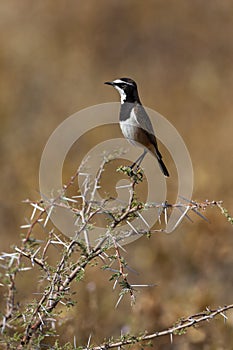 Capped Wheatear - Okavango Delta - Botswana